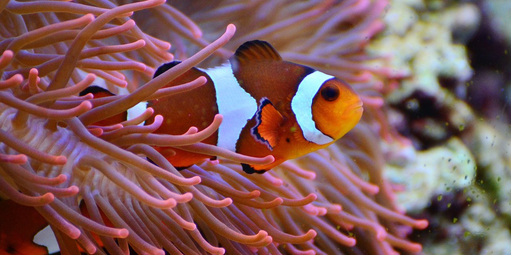 Visit Blue Reef Aquarium Newquay